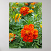 farbenfrohe Marigold Poster (Vorne)