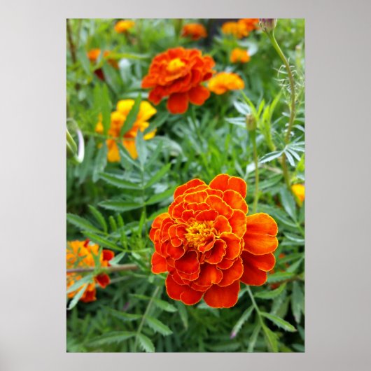 farbenfrohe Marigold Poster (Vorne)