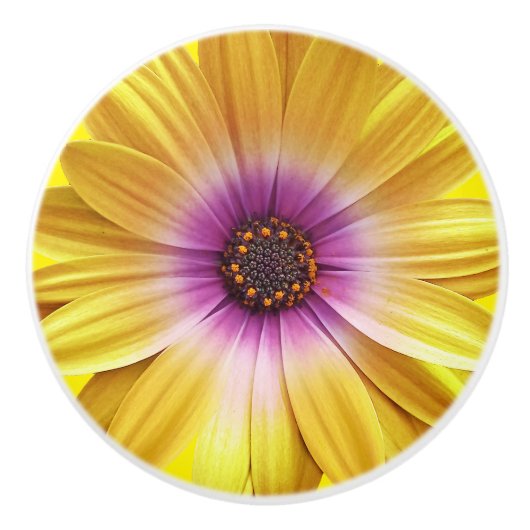 Farbenfrohe Medley von African Daisies Blume Keramikknauf (Vorderseite)