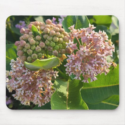 Farbenfrohe Milkweed Pom Poms Mousepad (Vorne)