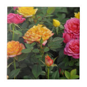 Farbenfrohe Miniatur-Rose Fliese (Vorderseite)