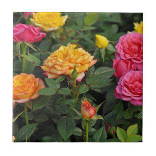 Farbenfrohe Miniatur-Rose Fliese