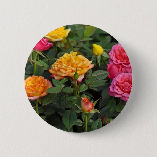 Farbenfrohe Miniaturrosen Button (Vorderseite)