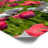 Farbenfrohe Mohnfeld-Foto-Bibel Verse Poster (Ecke)