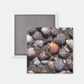 Farbenfrohe Muscheln auf schwarzem Sand Magnet (Vorderseite/Rückseite)
