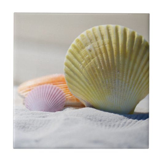 Farbenfrohe Muscheln im Sand Fliese (Vorderseite)