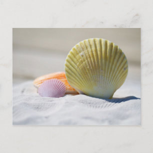 Farbenfrohe Muscheln im Sand Postkarte