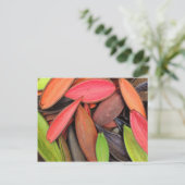 Farbenfrohe Muscheln Naturernte Saatkräuter Postkarte (Stehend Vorderseite)