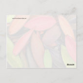 Farbenfrohe Muscheln Naturernte Saatkräuter Postkarte (Rückseite)