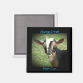 Farbenfrohe nigerianische Zwerge Milchziege Kind Magnet (Vorderseite/Rückseite)