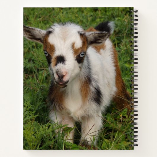 Farbenfrohe nigerianische Zwergziege mit blauen Au Notizblock (Rückseite)