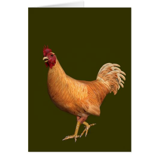 Farbenfrohe Orange Rooster (Vorne)