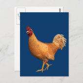 Farbenfrohe Orange Rooster Postkarte (Vorne/Hinten)