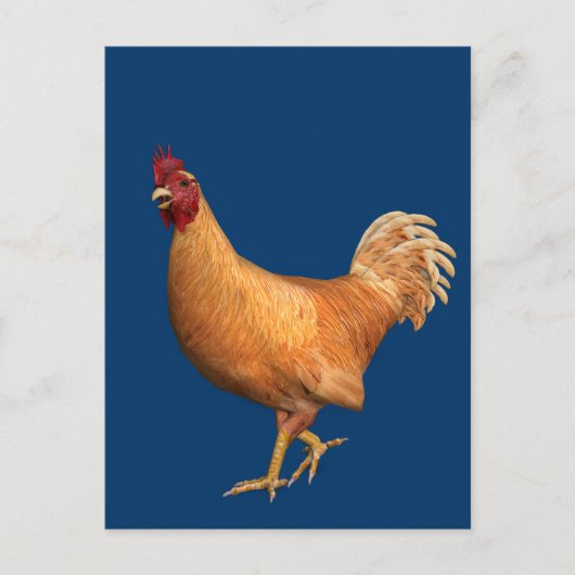 Farbenfrohe Orange Rooster Postkarte (Vorderseite)