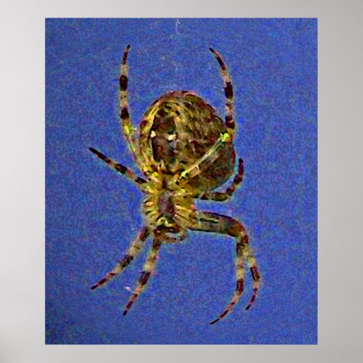 Farbenfrohe Orb Spider Poster (Vorne)