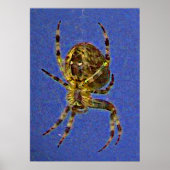 Farbenfrohe Orb Spider Poster (Vorne)