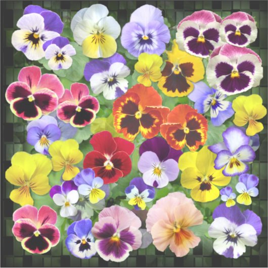 Farbenfrohe Pansy Display Contour Aufkleber (Vorderseite)