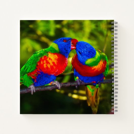 Farbenfrohe Papageien Notizblock (Rückseite)