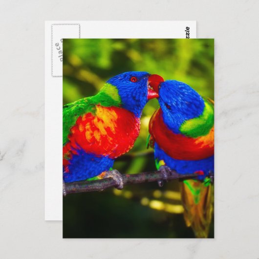 Farbenfrohe Papageien Postkarte