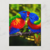 Farbenfrohe Papageien Postkarte (Vorderseite)