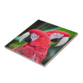 Farbenfrohe Papageienplakat Fliese (Seite)