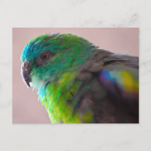 Farbenfrohe Papageienplumage707 PARROT BIRD EXOTIC Postkarte