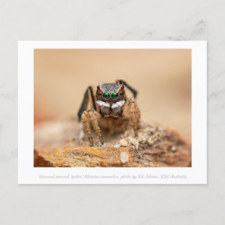 Farbenfrohe Peacock Spider Macro Fotografie Postkarte