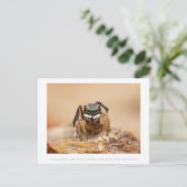 Farbenfrohe Peacock Spider Macro Fotografie Postkarte (Stehend Vorderseite)
