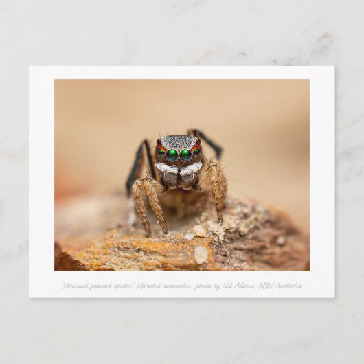 Farbenfrohe Peacock Spider Macro Fotografie Postkarte (Vorderseite)