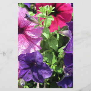 Farbenfrohe Petunias Briefpapier