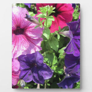 Farbenfrohe Petunias Fotoplatte
