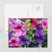 Farbenfrohe Petunias Postkarte (Vorne/Hinten)