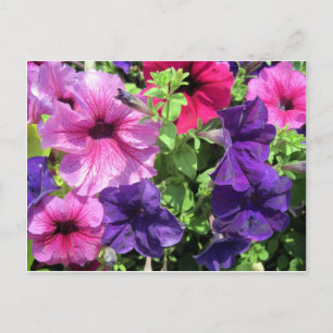 Farbenfrohe Petunias Postkarte