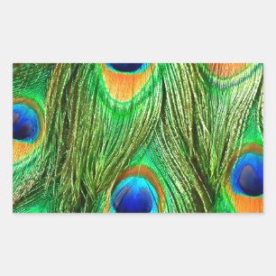 Farbenfrohe PfauenFedern drucken Rechteckiger Aufkleber