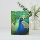 Farbenfrohe Pfauenpostkarte Postkarte (Stehend Vorderseite)