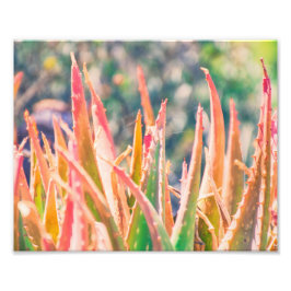 Farbenfrohe Pflanze Tipps | FOTO