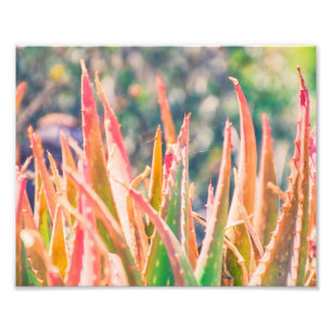 Farbenfrohe Pflanze Tipps   FOTO