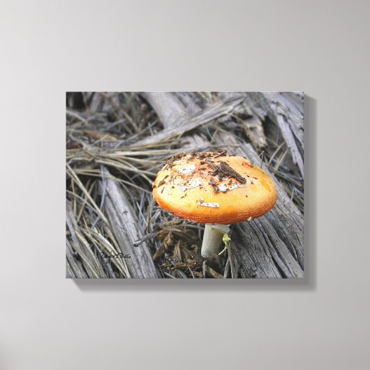 Farbenfrohe Pilzkruste durch Schmutz Leinwanddruck (Vorderseite)