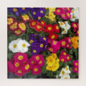 Farbenfrohe Polyanthus, Primrose-Blume Puzzle (Horizontal)