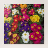 Farbenfrohe Polyanthus, Primrose-Blume Puzzle (Vertikal)