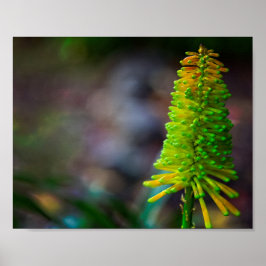 Farbenfrohe Psychedelische Blume Fotografie Poster