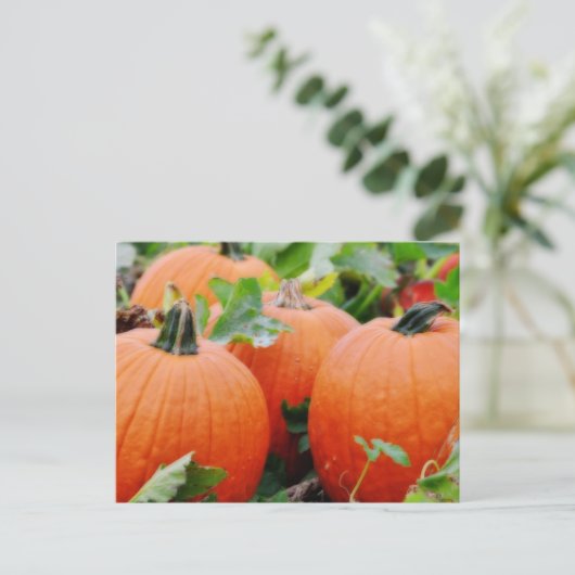 Farbenfrohe Pumpkins! Postkarte (Stehend Vorderseite)