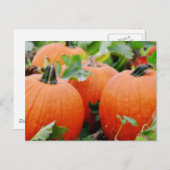 Farbenfrohe Pumpkins! Postkarte (Vorne/Hinten)