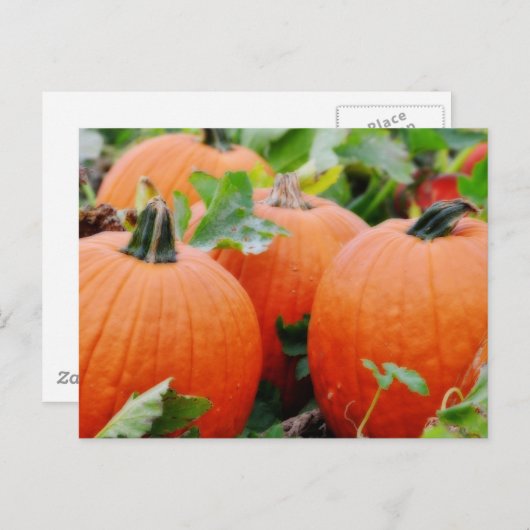 Farbenfrohe Pumpkins! Postkarte (Vorne/Hinten)