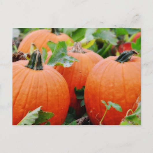 Farbenfrohe Pumpkins! Postkarte (Vorderseite)