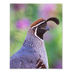 farbenfrohe Queste Fotodruck