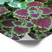 Farbenfrohe Rainbow Coleus Pflanze Fotografie Poster (Ecke)