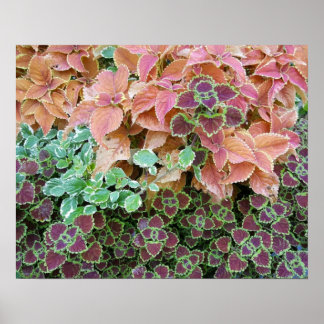 Farbenfrohe Rainbow Coleus Pflanze Fotografie Poster