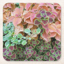 Farbenfrohe Rainbow Coleus Pflanze Fotografie