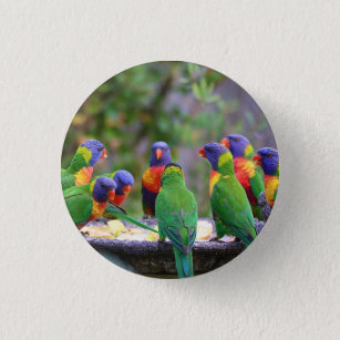 Farbenfrohe Regenbogen-Lorikeet-Papageien essen Button
